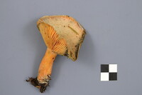 Lactarius deterrimus image